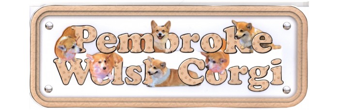 Pembroke Welsh Corgi